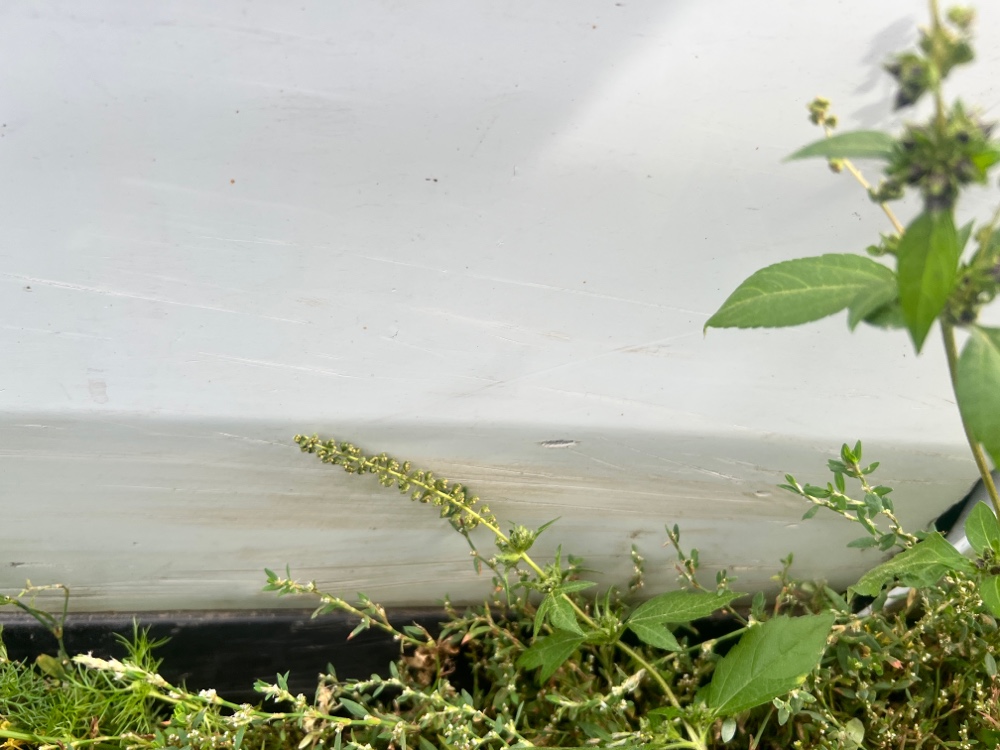 Дверь Nissan Almera 2014 G15