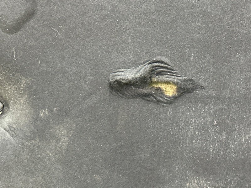 Капот Ford C-Max