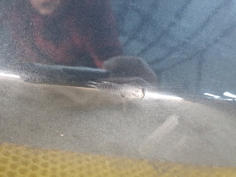 Дверь Mercedes-Benz S-Class 2014 W222